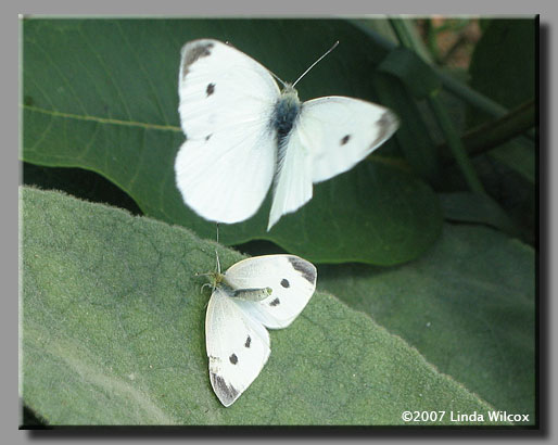 Cabbage White (Pieris rapae)