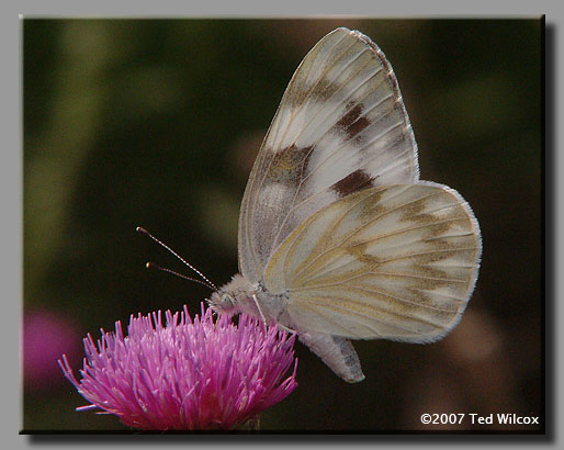 Carolina Satyr (Hermeuptychia sosybius)