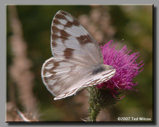 Carolina Satyr (Hermeuptychia sosybius)