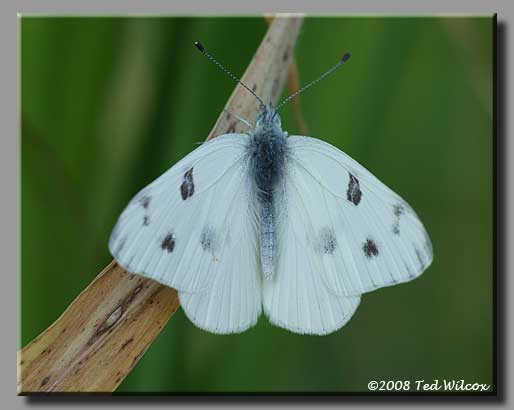 Carolina Satyr (Hermeuptychia sosybius)