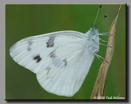 Carolina Satyr (Hermeuptychia sosybius)