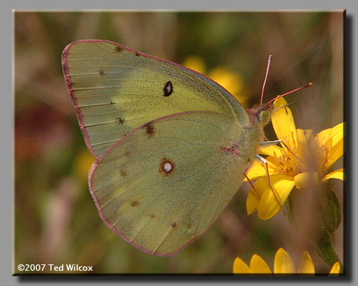 Clouded Sulphur (Colias philodice)