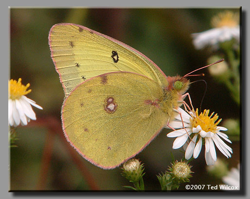 Clouded Sulphur (Colias philodice)