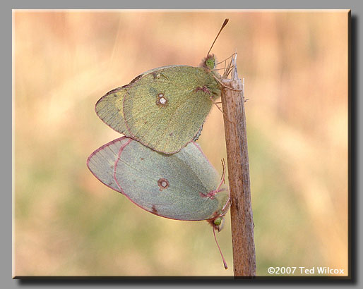 Clouded Sulphur (Colias philodice)