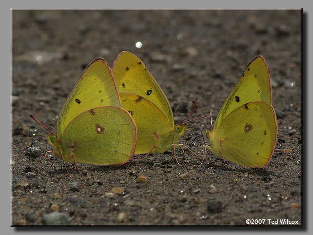 Clouded Sulphur (Colias philodice)