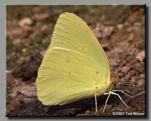 Cloudless Sulphur (Phoebis sennae)