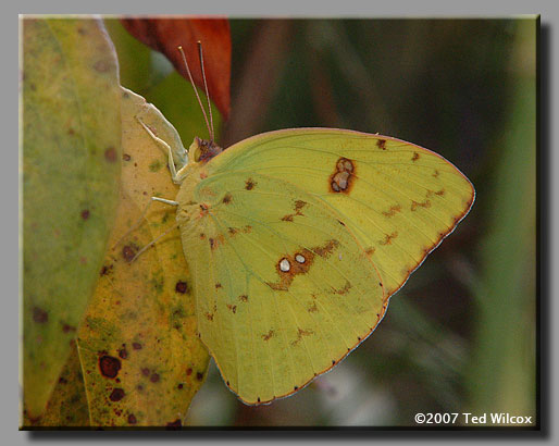 Cloudless Sulphur (Phoebis sennae)