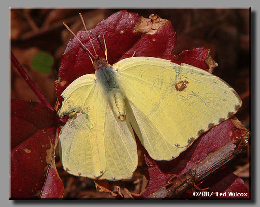 Cloudless Sulphur (Phoebis sennae)