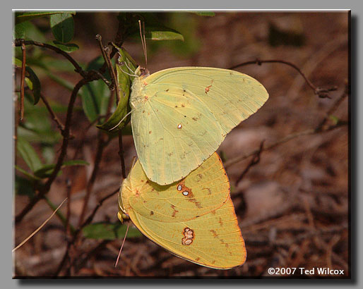 Cloudless Sulphur (Phoebis sennae)