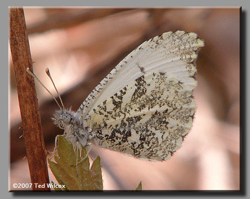 Falcate Orangetip (Anthocharis midea)