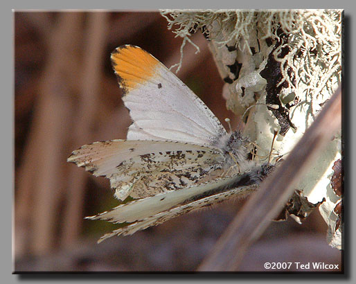 Falcate Orangetip (Anthocharis midea)