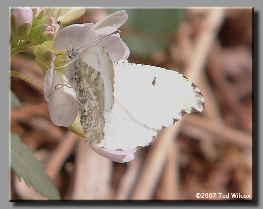 Falcate Orangetip (Anthocharis midea)