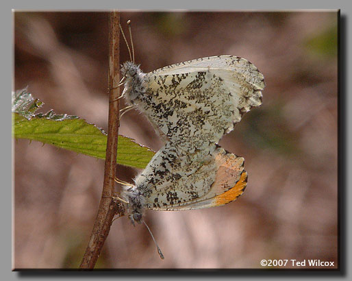 Falcate Orangetip (Anthocharis midea)