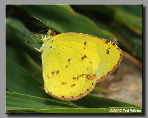 Little Yellow (Pyrisitia lisa)