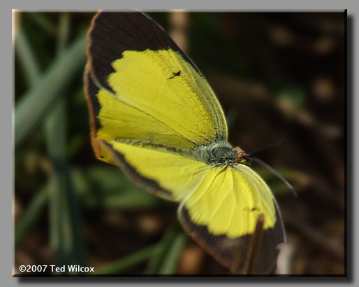 Little Yellow (Pyrisitia lisa)