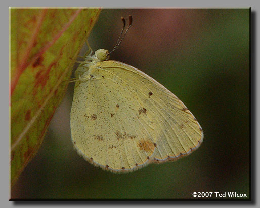 Little Yellow (Pyrisitia lisa)