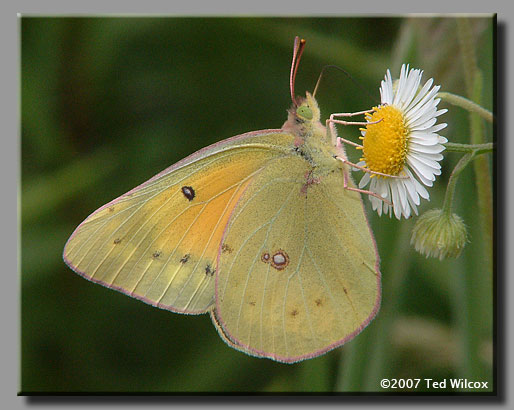 Orange Sulphur (Colias eurytheme)