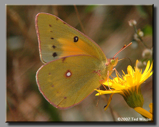 Orange Sulphur (Colias eurytheme)