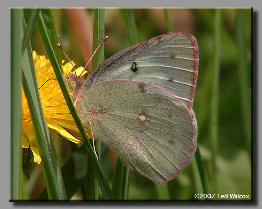 Orange Sulphur (Colias eurytheme)