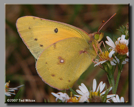 Orange Sulphur (Colias eurytheme)