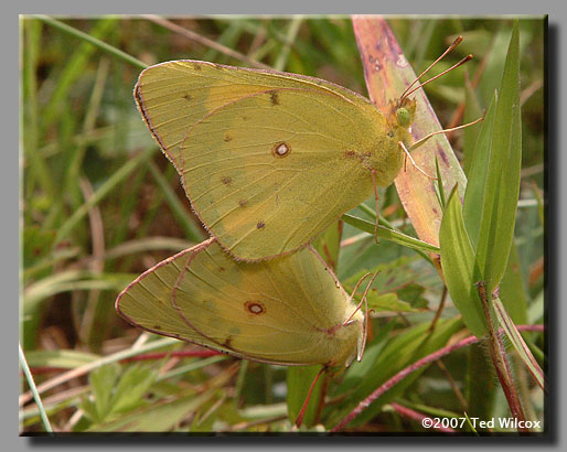 Orange Sulphur (Colias eurytheme)