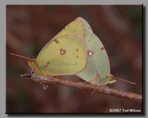 Orange Sulphur (Colias eurytheme)