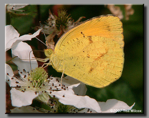 Sleepy Orange (Abaeis nicippe)