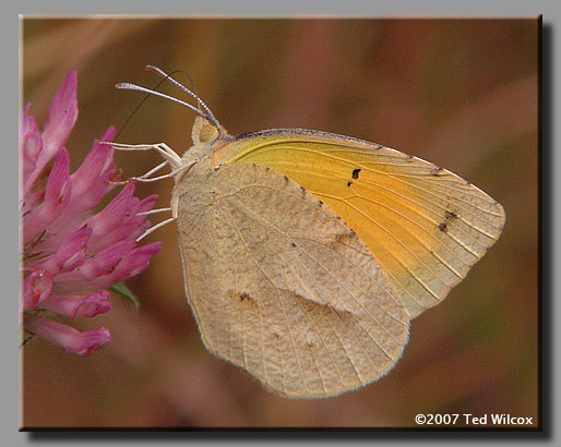 Sleepy Orange (Abaeis nicippe)