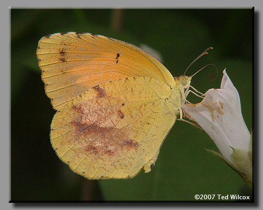 Sleepy Orange (Abaeis nicippe)