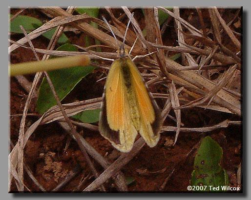 Sleepy Orange (Abaeis nicippe)