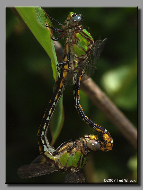 Appalachian Snaketail (Ophiogomphus incurvatus)
