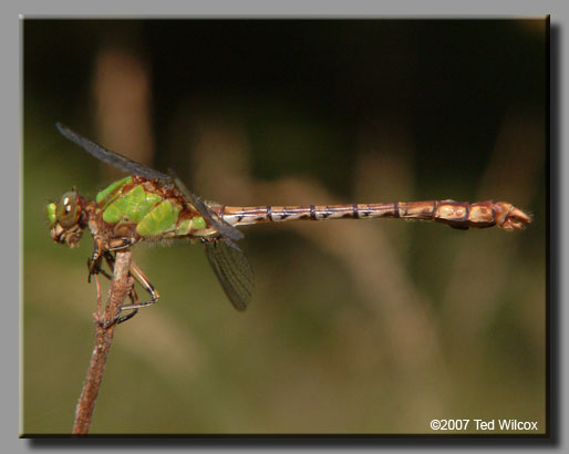Rusty Snaketail (Ophiogomphus rupinsulensis)