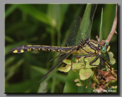 Splendid Clubtail (Gomphus lineatifrons)