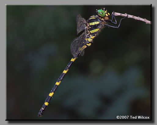 Tiger Spiketail (Cordulegaster erronea)