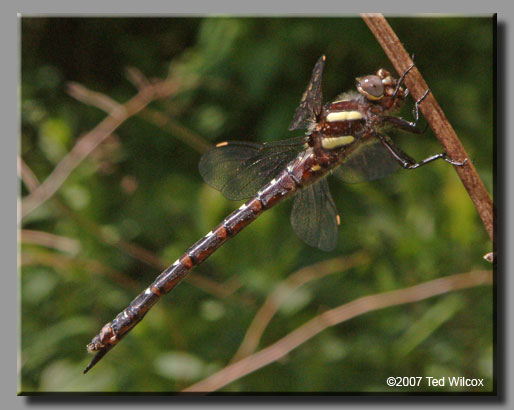 Twin-spotted Spiketail (Cordulegaster maculata)