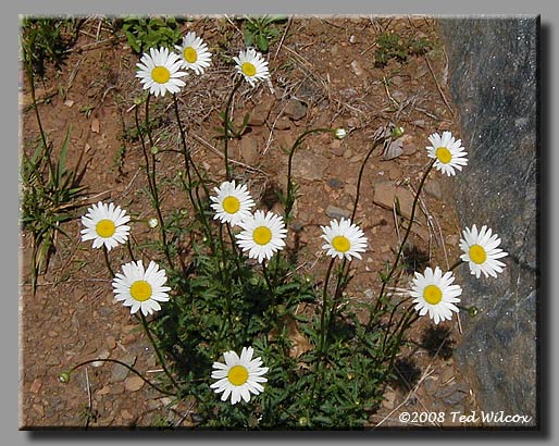 Oxeye Daisy (Chrysanthemum leucanthemum)