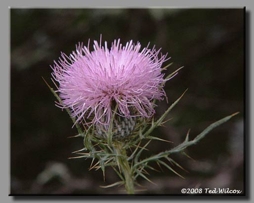 Field Thistle (Cirsium discolor)