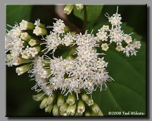 Late-Flowering Thoroughwort (Eupatorium serotinum)