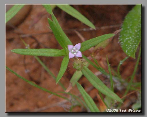 Rough Buttonweed (Diodia teres)