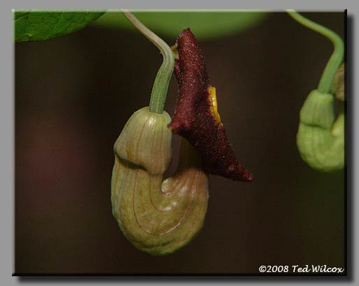 Pipe Vine / Dutchman's Pipe (Aristolochia macrophylla)