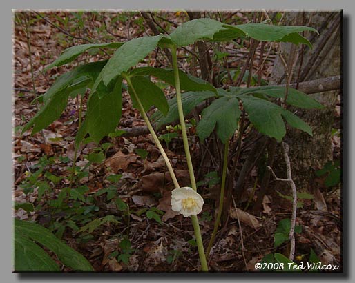 Mayapple / Mandrake (Podophyllum peltatum)