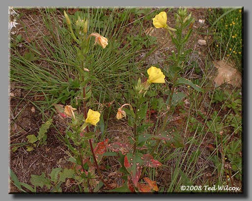 Common Evening Primrose (Oenothera biennis)
