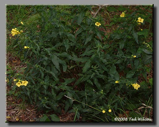 Smooth False Foxglove (Aureolaria laevigata)