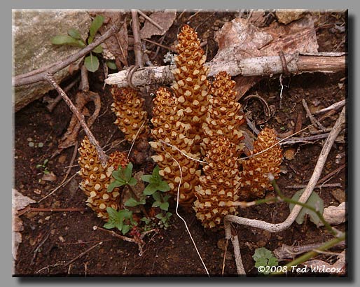 Squaw Root / Cancer Root (Conopholis americana)