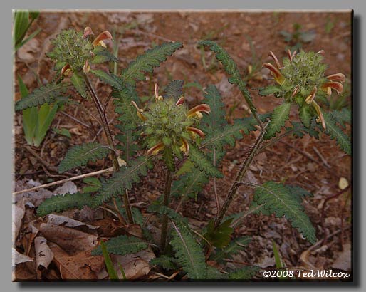 Wood Betony / Forest Lousewort (Pedicularis canadensis)