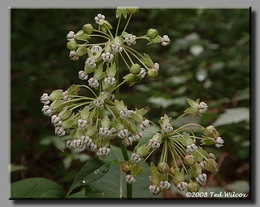 Poke Milkweed / Tall Milkweed (Asclepias exaltata)