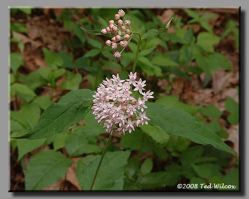 Fourleaf Milkweed (Asclepias quadrifolia)