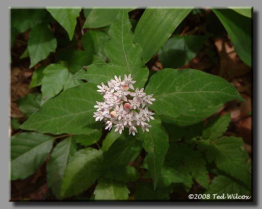 Fourleaf Milkweed (Asclepias quadrifolia)