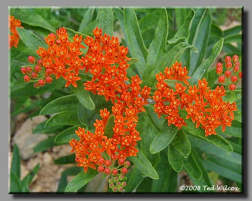 Butterfly Weed / Pleurisy-Root (Asclepias tuberosa)