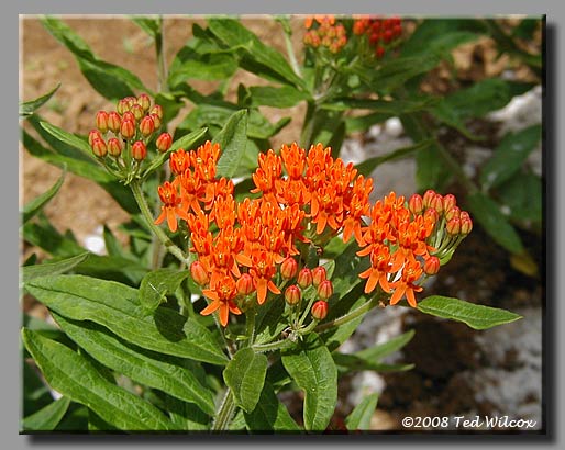 Butterfly Weed / Pleurisy-Root (Asclepias tuberosa)